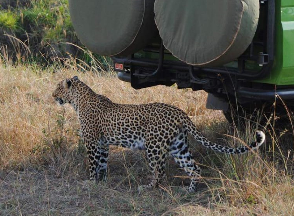 Chui Safari