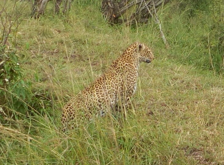 Chui Safari