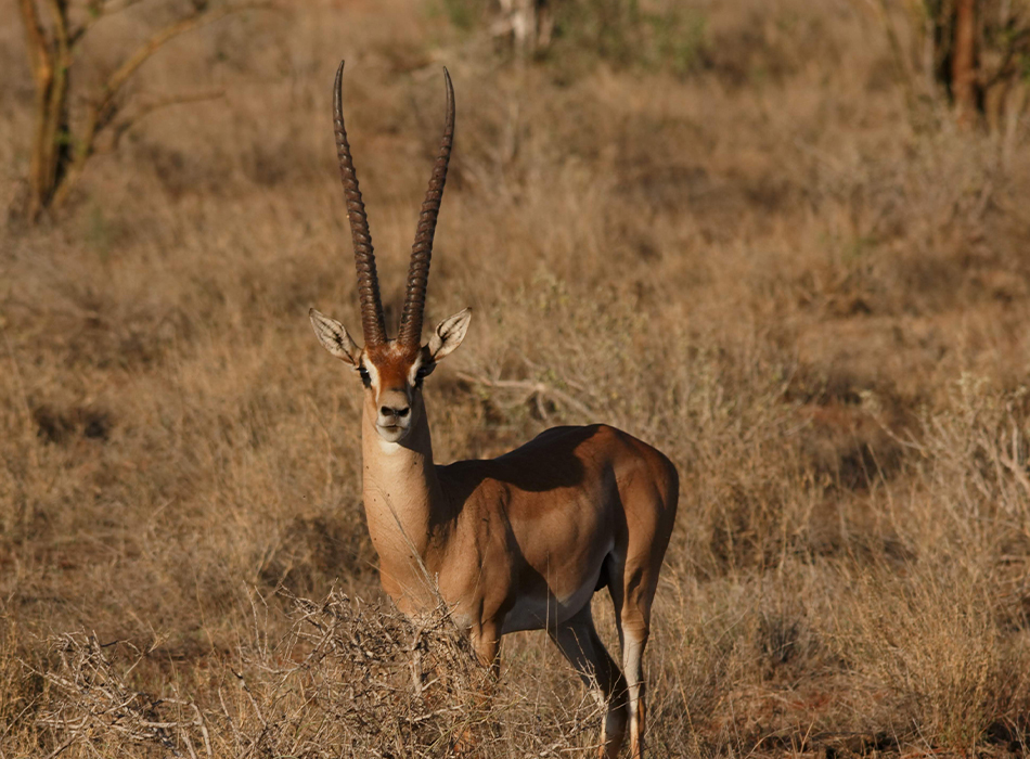 Chui Safari