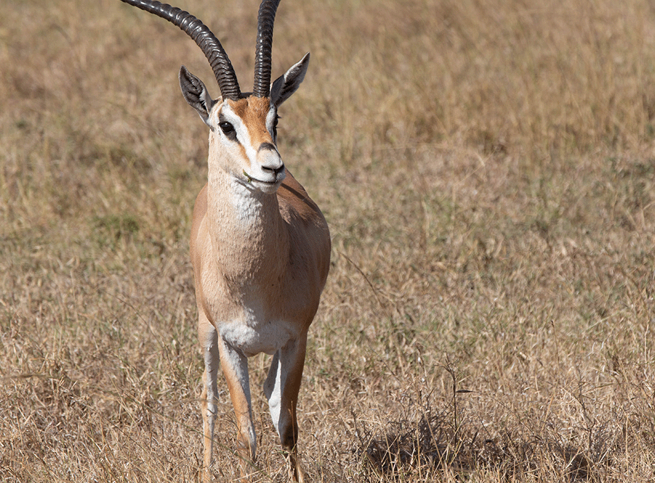 Chui Safari