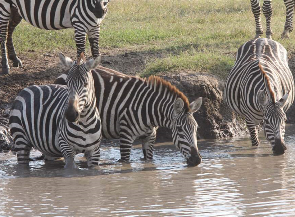 Chui Safari